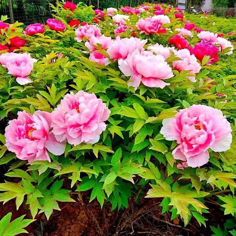 بذور زهرة الفاوانيا الكبيرة graines de pivoine