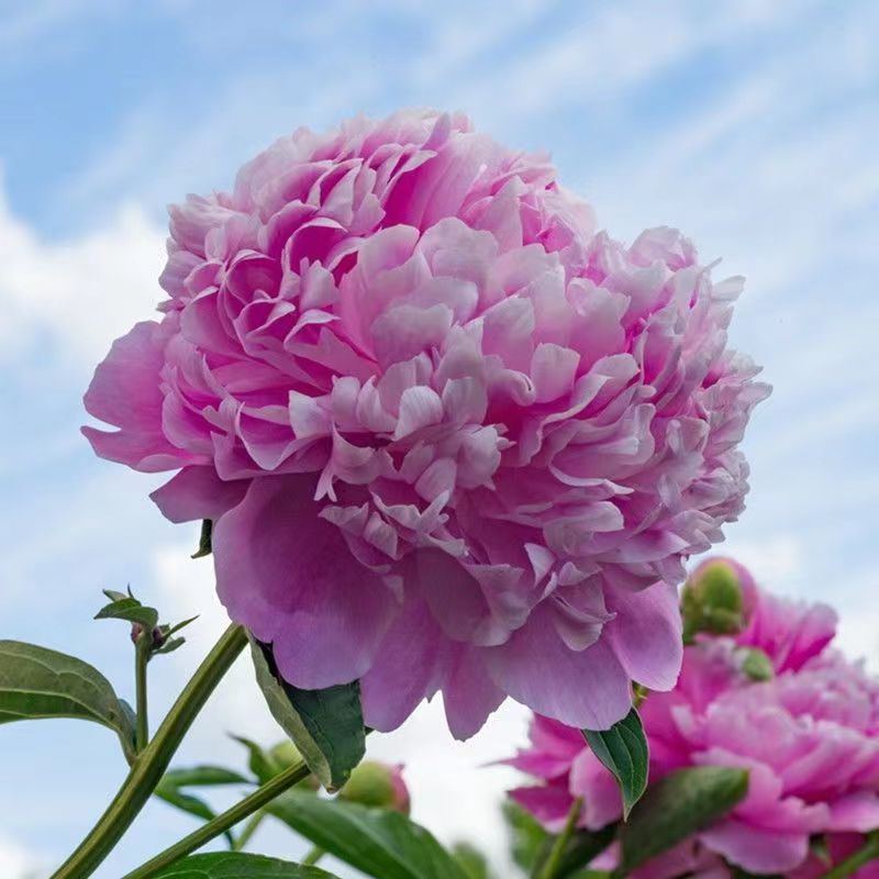 بذور زهرة الفاوانيا الكبيرة graines de pivoine