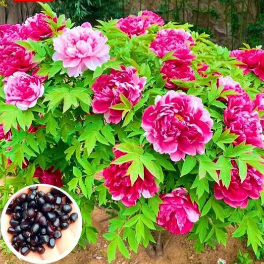 بذور زهرة الفاوانيا الكبيرة graines de pivoine